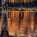 Autumn Gold Reflections
