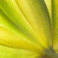 Lime Tulip
