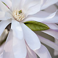 Spring Glory