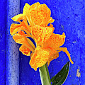 Canna Azure